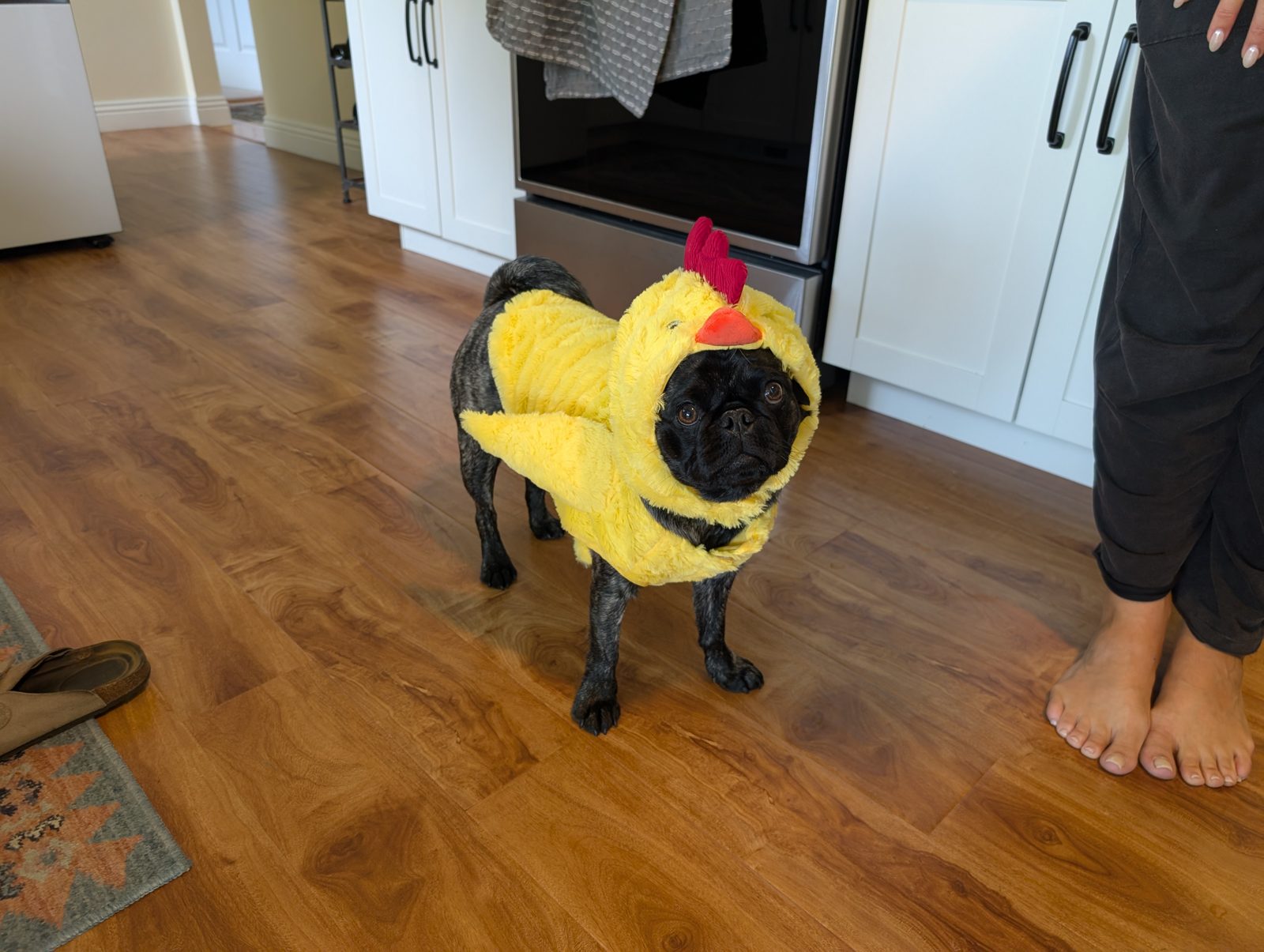 Brisket the pug standing in a kitchen wearing a yellow chicken costume
